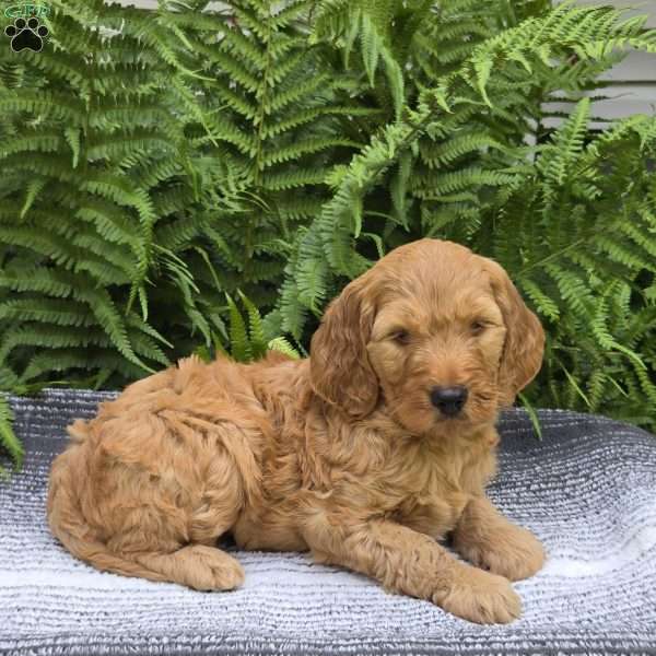 Max, Mini Goldendoodle Puppy