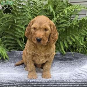Max, Mini Goldendoodle Puppy