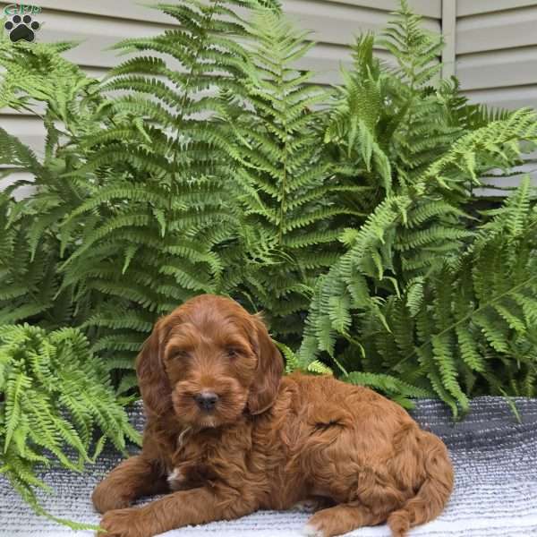 Missy, Mini Goldendoodle Puppy