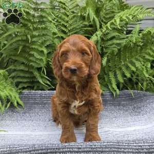 Missy, Mini Goldendoodle Puppy