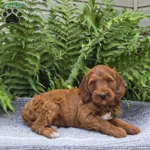 Missy, Mini Goldendoodle Puppy
