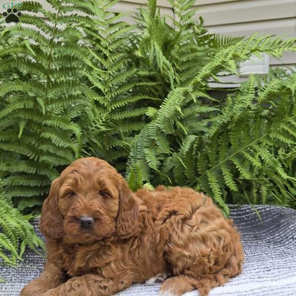 Macey, Mini Goldendoodle Puppy