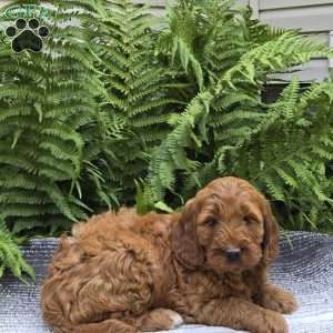 Macey, Mini Goldendoodle Puppy