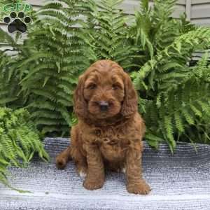 Macey, Mini Goldendoodle Puppy
