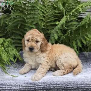 Molly, Mini Goldendoodle Puppy