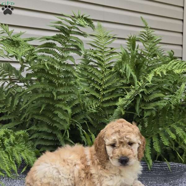 Molly, Mini Goldendoodle Puppy