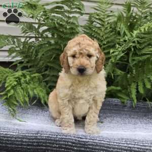 Molly, Mini Goldendoodle Puppy