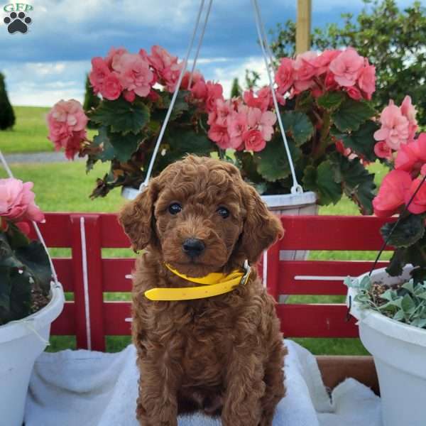 Rudy, Miniature Poodle Puppy
