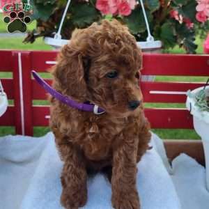 Randy, Miniature Poodle Puppy