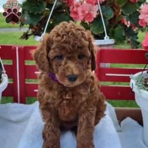 Randy, Miniature Poodle Puppy
