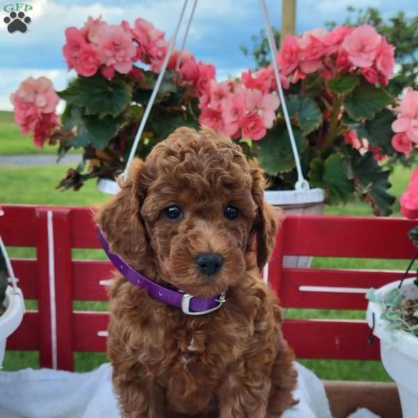 Randy, Miniature Poodle Puppy