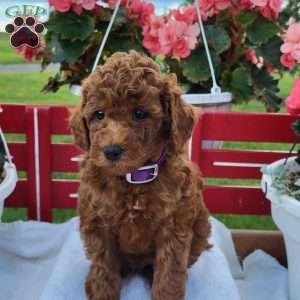 Randy, Miniature Poodle Puppy