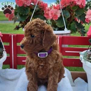 Randy, Miniature Poodle Puppy