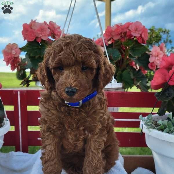 Reggie, Miniature Poodle Puppy