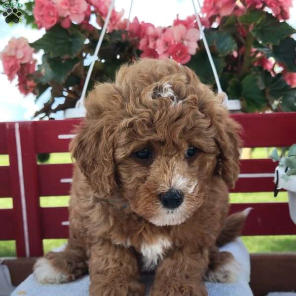 Nina, Mini Bernedoodle Puppy