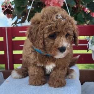 Nina, Mini Bernedoodle Puppy