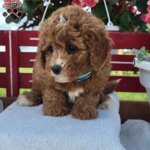 Nina, Mini Bernedoodle Puppy