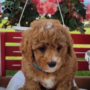 Nina, Mini Bernedoodle Puppy