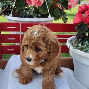 Nina, Mini Bernedoodle Puppy