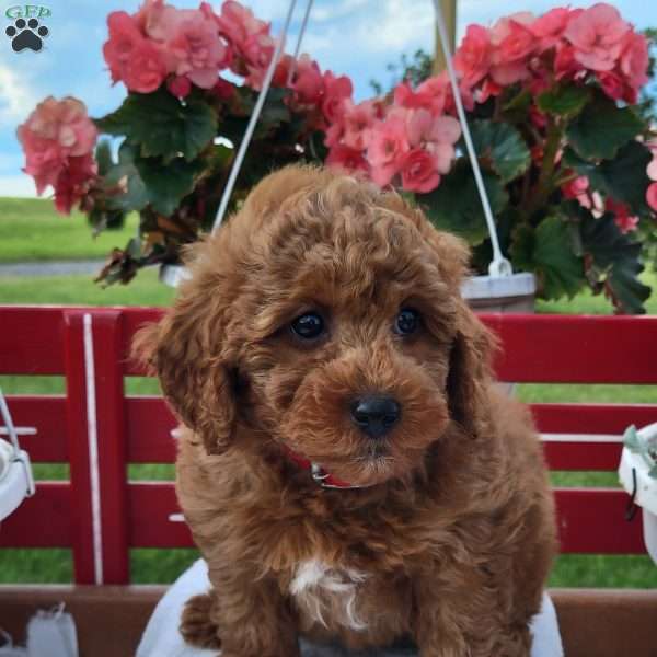 Noah, Mini Bernedoodle Puppy