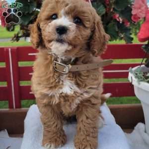 Niles, Mini Bernedoodle Puppy