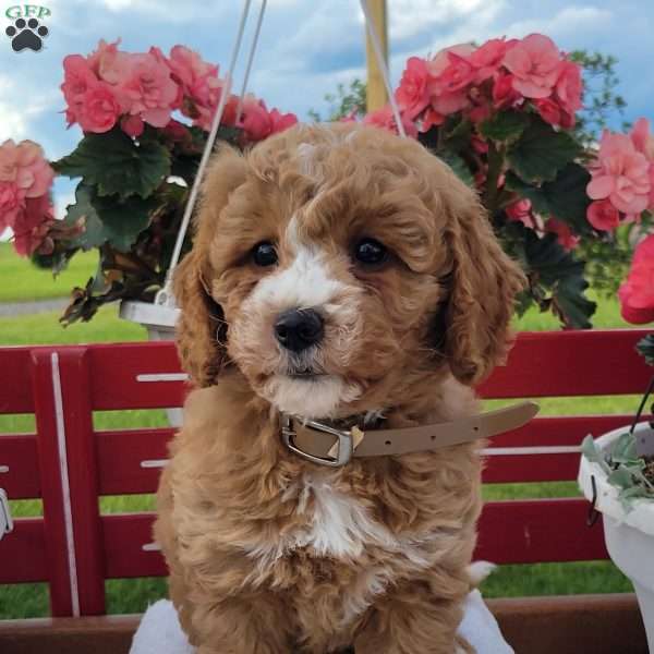 Niles, Mini Bernedoodle Puppy