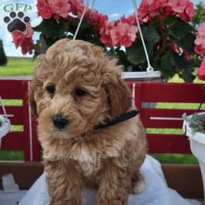 Nate, Mini Bernedoodle Puppy