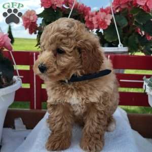 Nate, Mini Bernedoodle Puppy