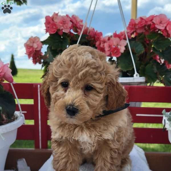 Nate, Mini Bernedoodle Puppy