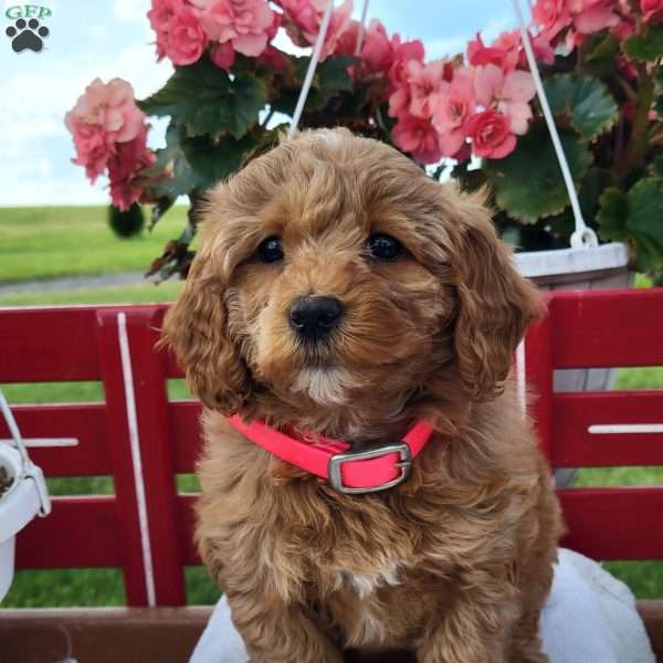 Nora, Mini Bernedoodle Puppy