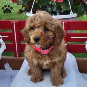 Nora, Mini Bernedoodle Puppy