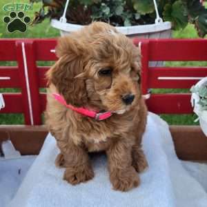 Nora, Mini Bernedoodle Puppy