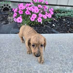 Fritz, Dachshund Puppy