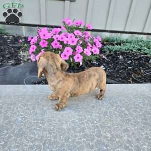 Fritz, Dachshund Puppy
