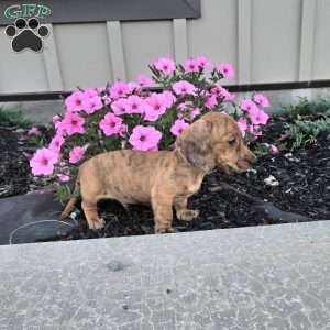 Fritz, Dachshund Puppy