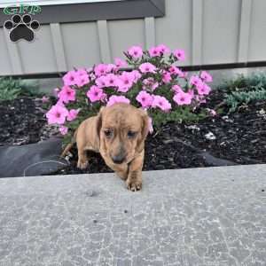 Fritz, Dachshund Puppy