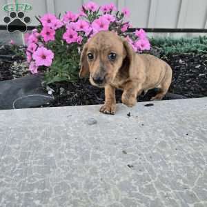 Fritz, Dachshund Puppy