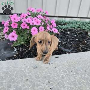 Fritz, Dachshund Puppy