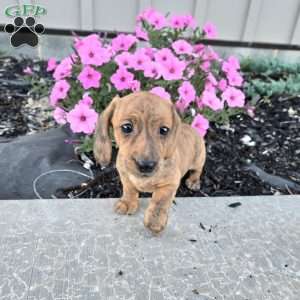 Fritz, Dachshund Puppy