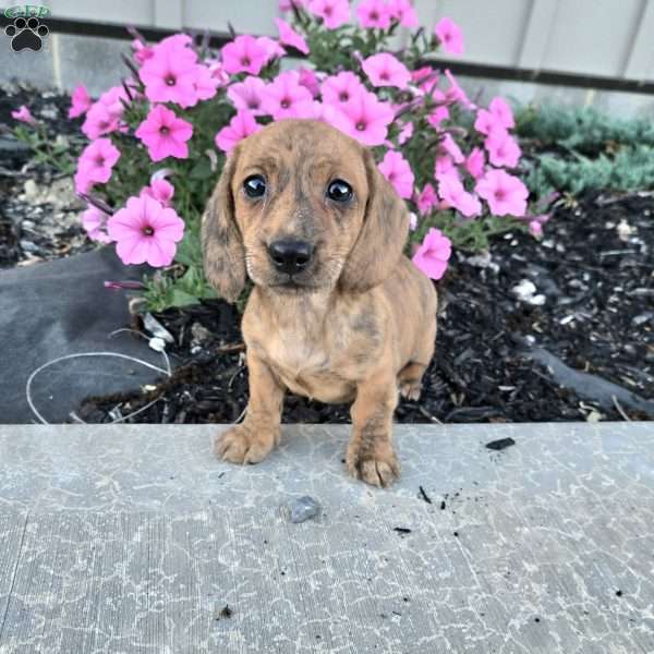 Fritz, Dachshund Puppy