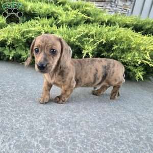 Fritz, Dachshund Puppy