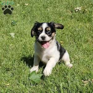 Shelby, French Bulldog Mix Puppy