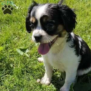 Shelby, French Bulldog Mix Puppy