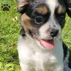 Shelby, French Bulldog Mix Puppy