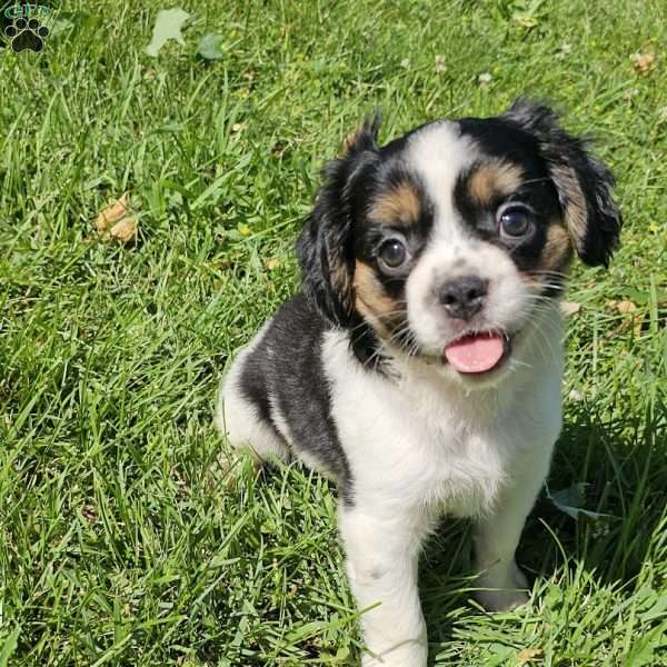 Shelby, French Bulldog Mix Puppy