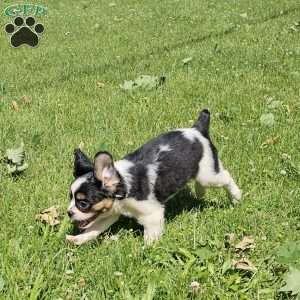 Shelby, French Bulldog Mix Puppy
