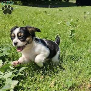 Shelby, French Bulldog Mix Puppy