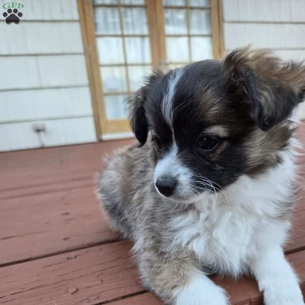 Gorda, Chihuahua Puppy