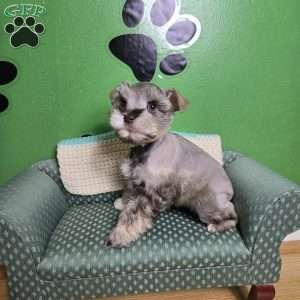 Luke, Miniature Schnauzer Puppy
