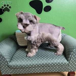 Luke, Miniature Schnauzer Puppy